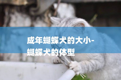 成年蝴蝶犬的大小-
蝴蝶犬的體型