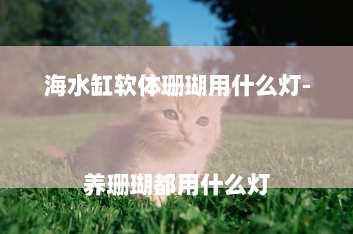 海水缸軟體珊瑚用什么燈-
養珊瑚都用什么燈