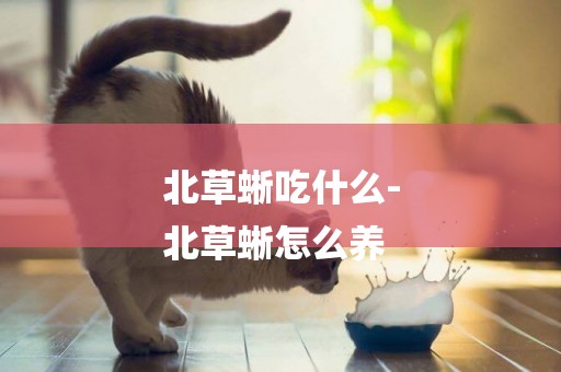北草蜥吃什么-
北草蜥怎么養
