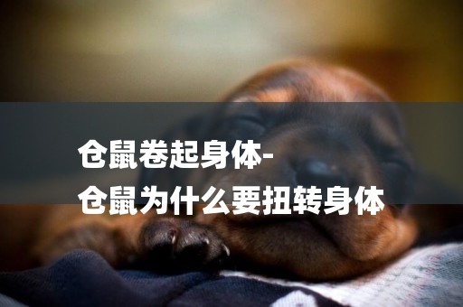 倉鼠卷起身體-
倉鼠為什么要扭轉身體