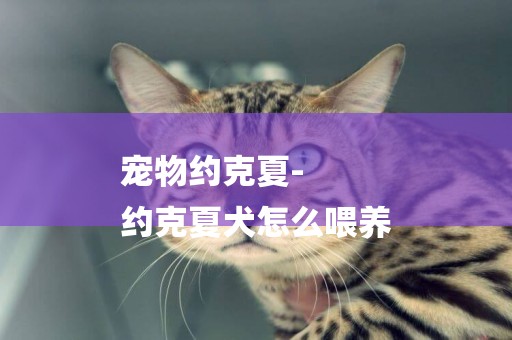 寵物約克夏-
約克夏犬怎么喂養