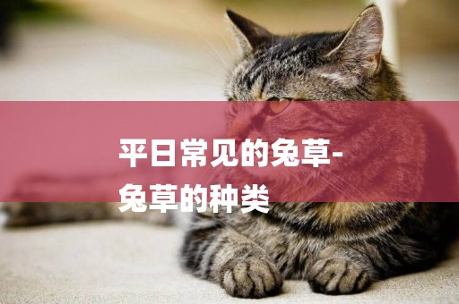 平日常見的兔草-
兔草的種類