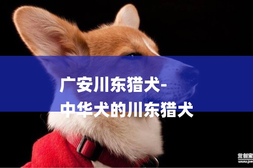 廣安川東獵犬-
中華犬的川東獵犬