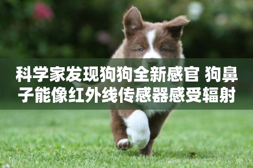 科學家發現狗狗全新感官 狗鼻子能像紅外線傳感器感受輻射