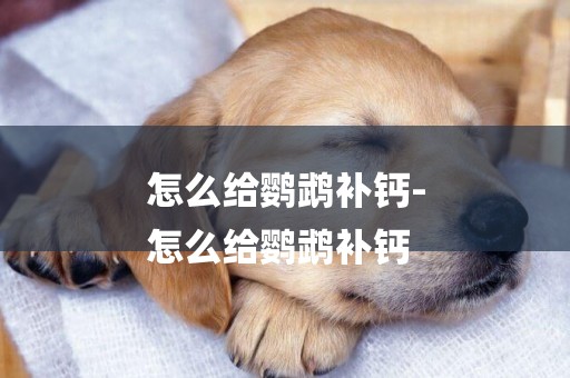 怎么給鸚鵡補鈣-
怎么給鸚鵡補鈣