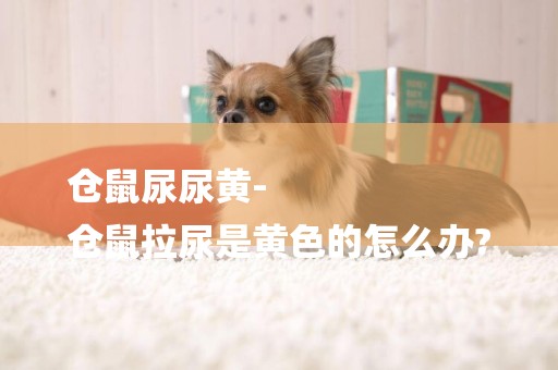 倉鼠尿尿黃-
倉鼠拉尿是黃色的怎么辦?