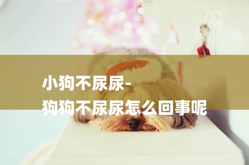 小狗不尿尿-
狗狗不尿尿怎么回事呢