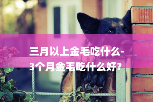 三月以上金毛吃什么-
3個月金毛吃什么好？