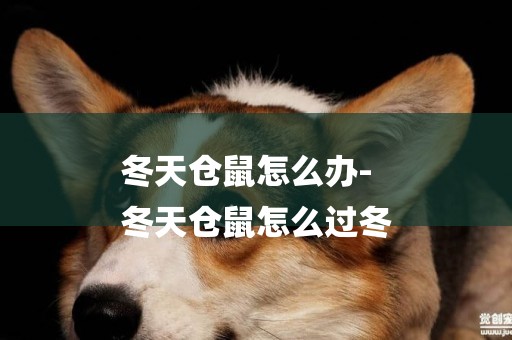 冬天倉鼠怎么辦-
冬天倉鼠怎么過冬