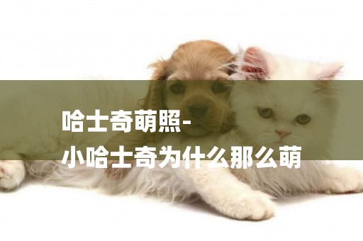 哈士奇萌照-
小哈士奇為什么那么萌