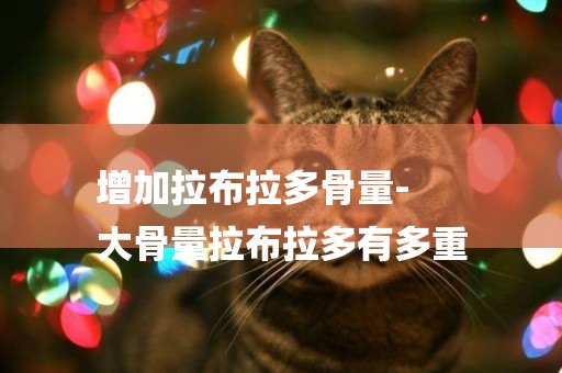 增加拉布拉多骨量-
大骨量拉布拉多有多重