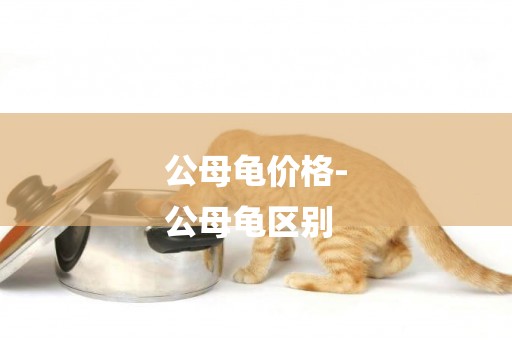 公母龜價格-
公母龜區別