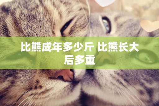 比熊成年多少斤 比熊長大后多重 比熊成年多少斤 比熊長大后多重