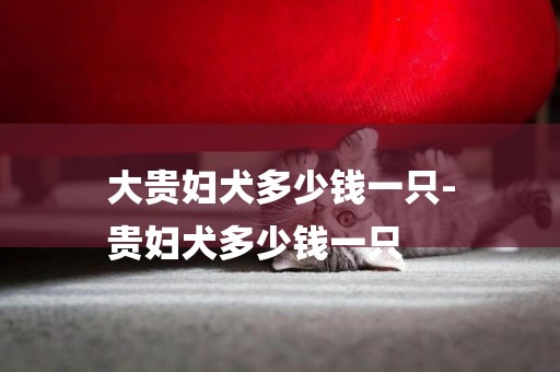 大貴婦犬多少錢一只-
貴婦犬多少錢一只