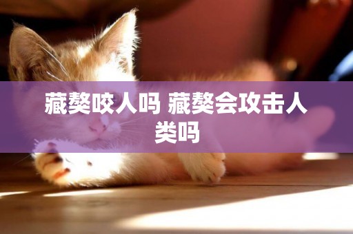 藏獒咬人嗎 藏獒會攻擊人類嗎
