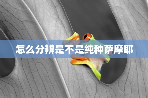 怎么分辨是不是純種薩摩耶