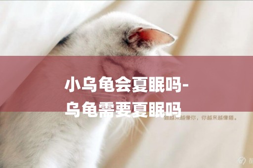 小烏龜會夏眠嗎-
烏龜需要夏眠嗎