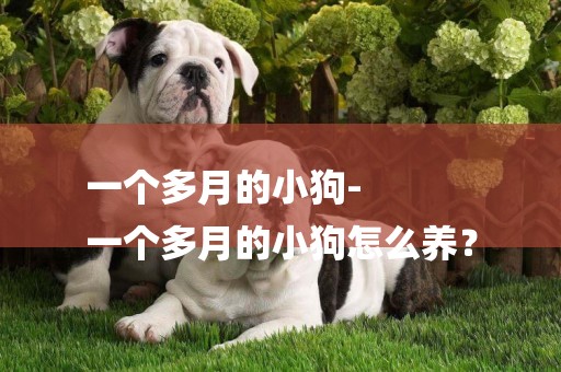 一個多月的小狗-
一個多月的小狗怎么養？