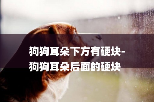 狗狗耳朵下方有硬塊-
狗狗耳朵后面的硬塊
