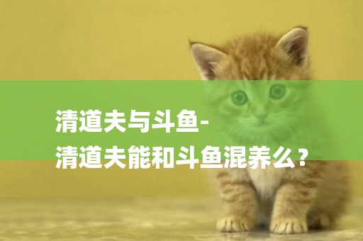清道夫與斗魚-
清道夫能和斗魚混養么？