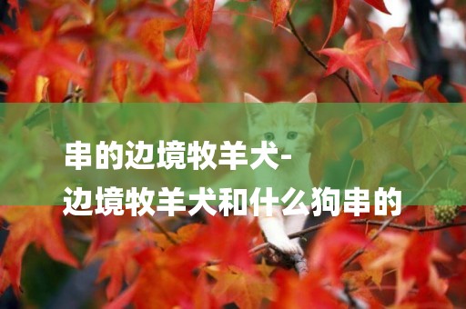 串的邊境牧羊犬-
邊境牧羊犬和什么狗串的