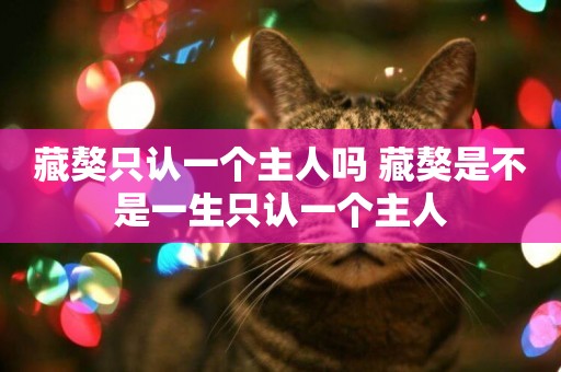 藏獒只認一個主人嗎 藏獒是不是一生只認一個主人 藏獒只認一個主人嗎 藏獒是不是一生只認一個主人