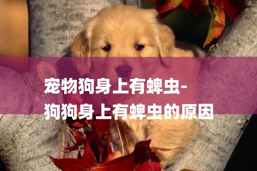 寵物狗身上有蜱蟲-
狗狗身上有蜱蟲的原因