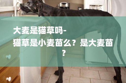 大麥是貓草嗎-
貓草是小麥苗么？是大麥苗？