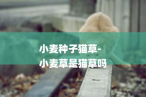 小麥種子貓草-
小麥草是貓草嗎