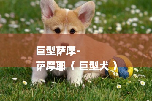 巨型薩摩-
薩摩耶（ 巨型犬 ）