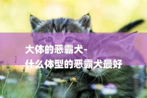 大體的惡霸犬-
什么體型的惡霸犬最好