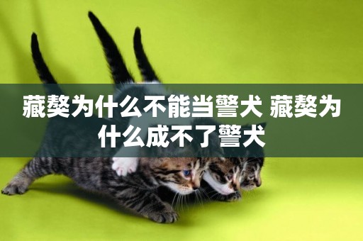 藏獒為什么不能當警犬 藏獒為什么成不了警犬