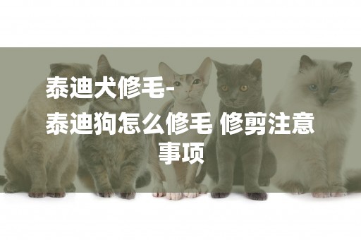 泰迪犬修毛-
泰迪狗怎么修毛 修剪注意事項