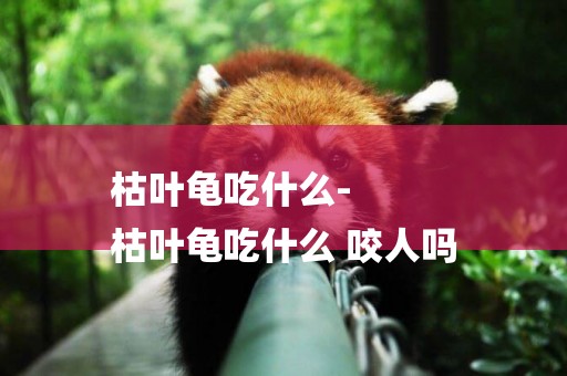 枯葉龜吃什么-
枯葉龜吃什么 咬人嗎