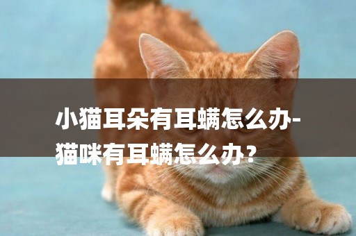 小貓耳朵有耳螨怎么辦-
貓咪有耳螨怎么辦？