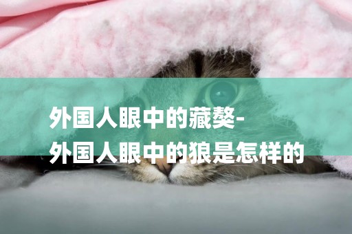 外國人眼中的藏獒-
外國人眼中的狼是怎樣的