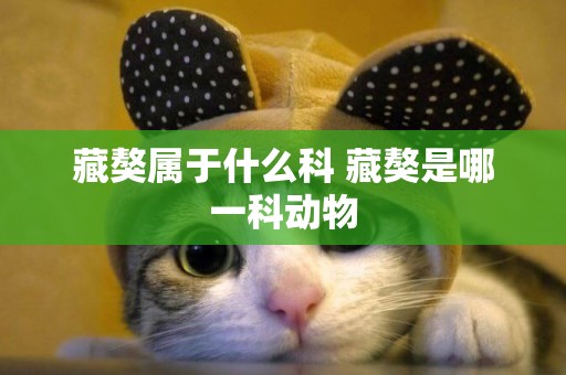 藏獒屬于什么科 藏獒是哪一科動物