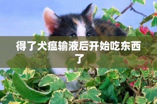 得了犬瘟輸液后開始吃東西了