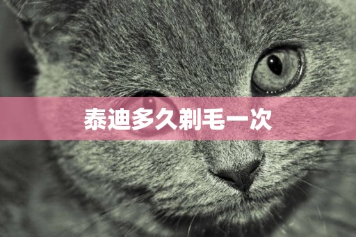 泰迪多久剃毛一次