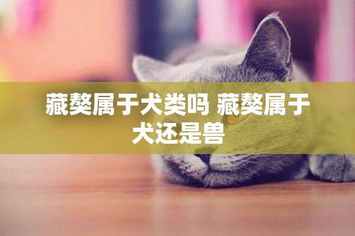 藏獒屬于犬類嗎 藏獒屬于犬還是獸 藏獒屬于犬類嗎 藏獒屬于犬還是獸