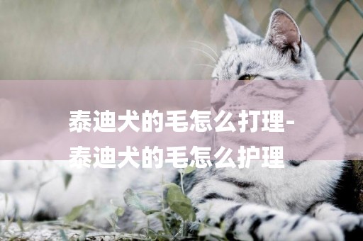泰迪犬的毛怎么打理-
泰迪犬的毛怎么護理