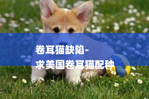 卷耳貓缺陷-
求美國卷耳貓配種