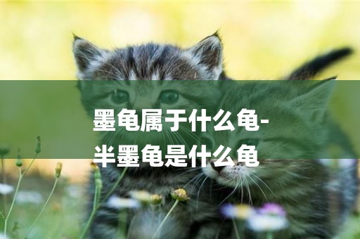 墨龜屬于什么龜-
半墨龜是什么龜