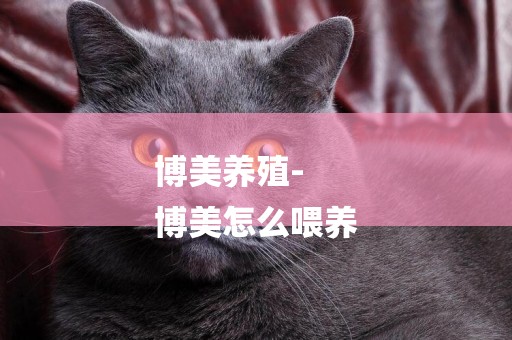 博美養殖-
博美怎么喂養