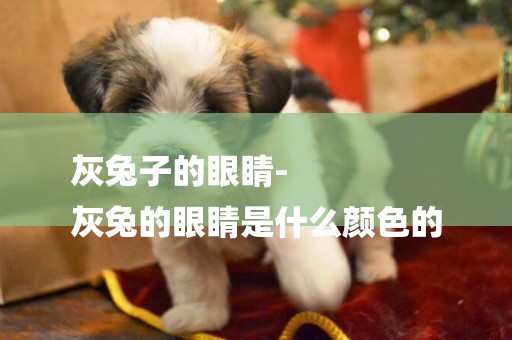 灰兔子的眼睛-
灰兔的眼睛是什么顏色的