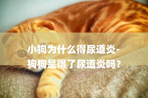 小狗為什么得尿道炎-
狗狗是得了尿道炎嗎？
