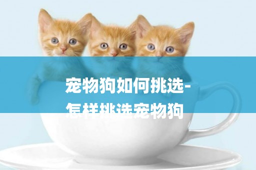 寵物狗如何挑選-
怎樣挑選寵物狗