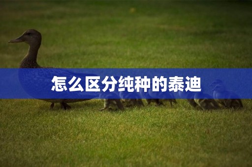 怎么區分純種的泰迪