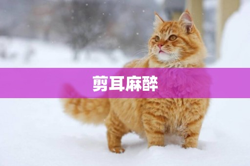 剪耳麻醉