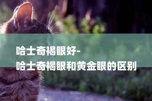 哈士奇褐眼好-
哈士奇褐眼和黃金眼的區別
